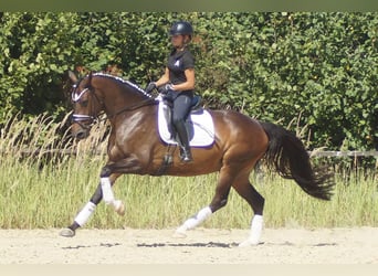 Westphalien, Jument, 7 Ans, 165 cm, Bai brun