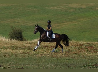 Westphalien, Jument, 7 Ans, 165 cm, Bai brun
