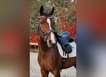 Westphalien, Jument, 7 Ans, 165 cm, Bai