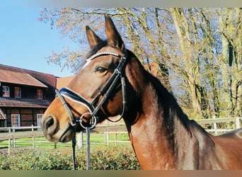 Westphalien, Jument, 7 Ans, 165 cm, Bai