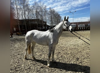 Westphalien, Jument, 7 Ans, 165 cm, Gris moucheté