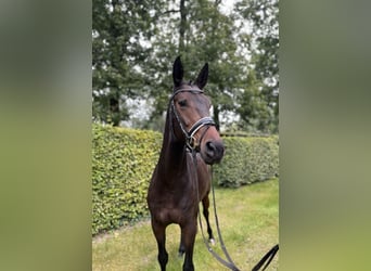 Westphalien, Jument, 7 Ans, 166 cm, Bai