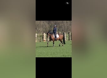 Westphalien, Jument, 7 Ans, 166 cm, Bai