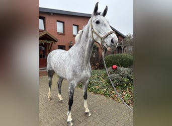 Westphalien, Jument, 7 Ans, 166 cm, Gris