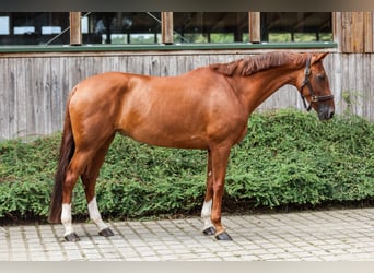 Westphalien, Jument, 7 Ans, 167 cm, Alezan