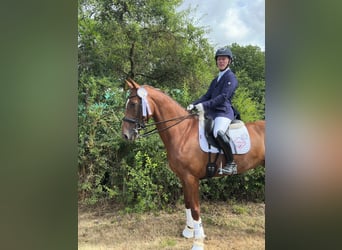 Westphalien, Jument, 7 Ans, 167 cm, Alezan