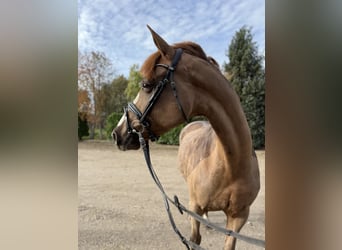 Westphalien, Jument, 7 Ans, 167 cm, Alezan cuivré