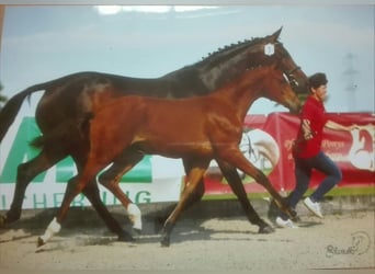 Westphalien, Jument, 7 Ans, 167 cm, Bai