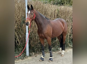Westphalien, Jument, 7 Ans, 168 cm, Bai