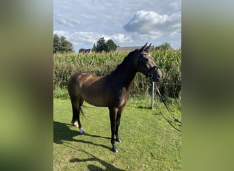 Westphalien, Jument, 7 Ans, 168 cm, Buckskin