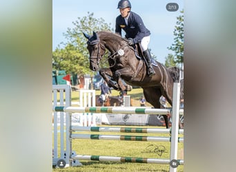 Westphalien, Jument, 7 Ans, 168 cm, Noir