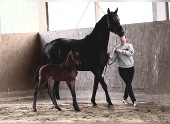 Westphalien, Jument, 7 Ans, 169 cm, Bai brun foncé
