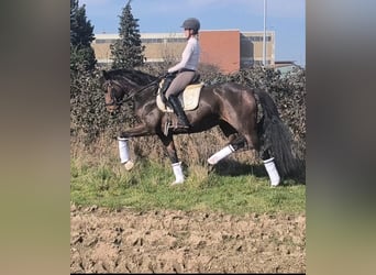 Westphalien, Jument, 7 Ans, 169 cm, Bai