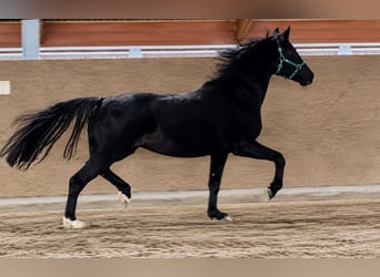 Westphalien, Jument, 7 Ans, 169 cm, Noir
