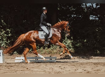 Westphalien, Jument, 7 Ans, 170 cm, Alezan
