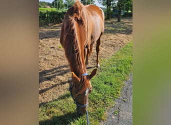 Westphalien, Jument, 7 Ans, 170 cm, Alezan