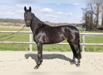 Westphalien, Jument, 7 Ans, 170 cm, Bai brun