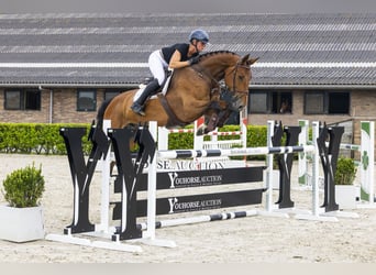 Westphalien, Jument, 7 Ans, 170 cm, Bai
