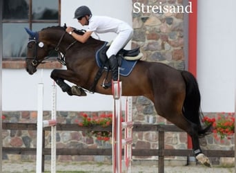 Westphalien, Jument, 7 Ans, 170 cm, Gris