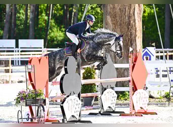 Westphalien, Jument, 7 Ans, 170 cm, Gris