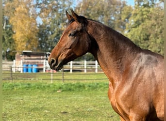 Westphalien, Jument, 7 Ans, 172 cm, Bai