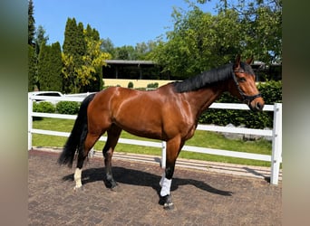 Westphalien, Jument, 7 Ans, 174 cm, Bai