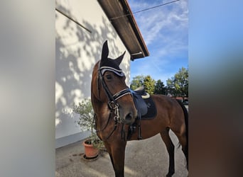 Westphalien, Jument, 7 Ans, 174 cm