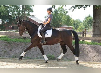 Westphalien, Jument, 7 Ans, 175 cm, Bai brun