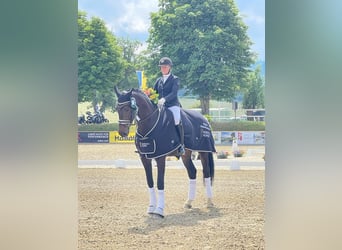 Westphalien, Jument, 7 Ans, 176 cm, Bai brun
