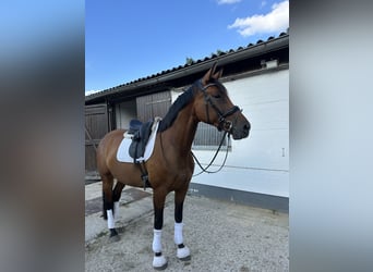 Westphalien, Jument, 7 Ans, 178 cm, Bai