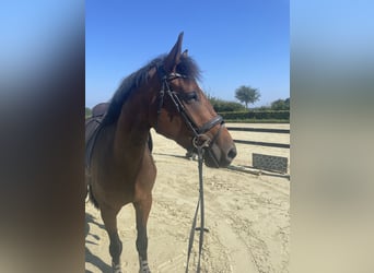 Westphalien, Jument, 8 Ans, 164 cm, Bai