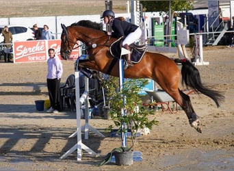 Westphalien, Jument, 8 Ans, 166 cm, Bai