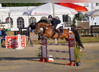 Westphalien, Jument, 8 Ans, 166 cm, Bai