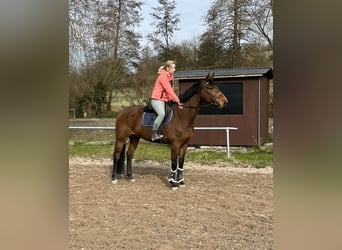Westphalien, Jument, 8 Ans, 167 cm, Bai