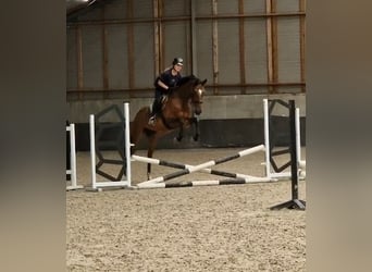 Westphalien, Jument, 8 Ans, 167 cm, Bai