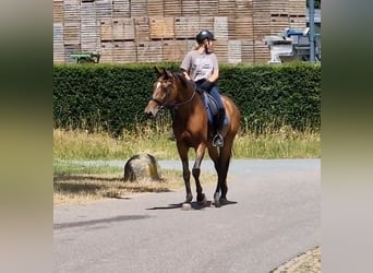 Westphalien, Jument, 8 Ans, 167 cm, Bai