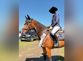 Westphalien, Jument, 8 Ans, 167 cm, Bai