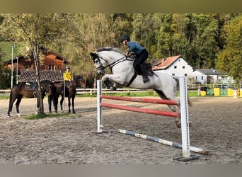 Westphalien, Jument, 8 Ans, 167 cm, Gris