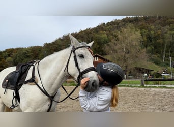 Westphalien, Jument, 8 Ans, 167 cm, Gris