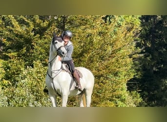 Westphalien, Jument, 8 Ans, 167 cm, Gris