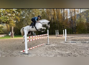 Westphalien, Jument, 8 Ans, 167 cm, Gris