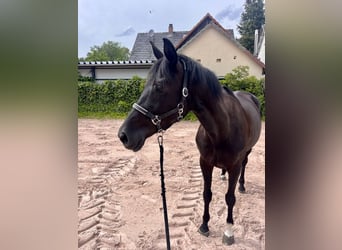 Westphalien, Jument, 8 Ans, 167 cm, Noir