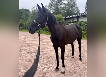Westphalien, Jument, 8 Ans, 167 cm, Noir