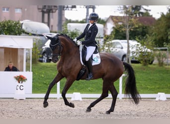 Westphalien, Jument, 8 Ans, 168 cm, Bai brun foncé