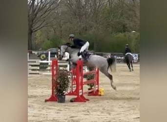 Westphalien, Jument, 8 Ans, 168 cm, Gris