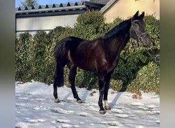 Westphalien, Jument, 8 Ans, 168 cm, Noir