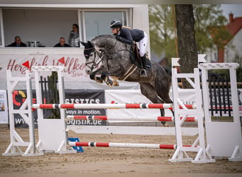 Westphalien, Jument, 8 Ans, 169 cm, Gris