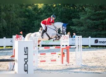 Westphalien, Jument, 8 Ans, 170 cm, Gris