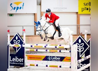 Westphalien, Jument, 8 Ans, 170 cm, Gris