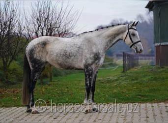 Westphalien, Jument, 8 Ans, 171 cm, Gris